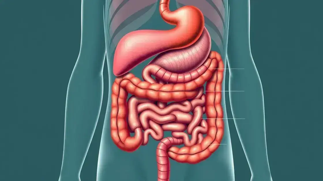 Curiosidades sobre o sistema digestivo Curiosidades sobre o sistema digestivo