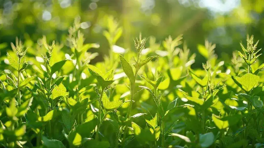 como as plantas fazem fotossíntese e o que isso significa para a vida