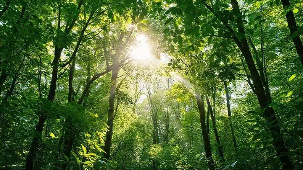 A importância da fotossíntese para o ecossistema