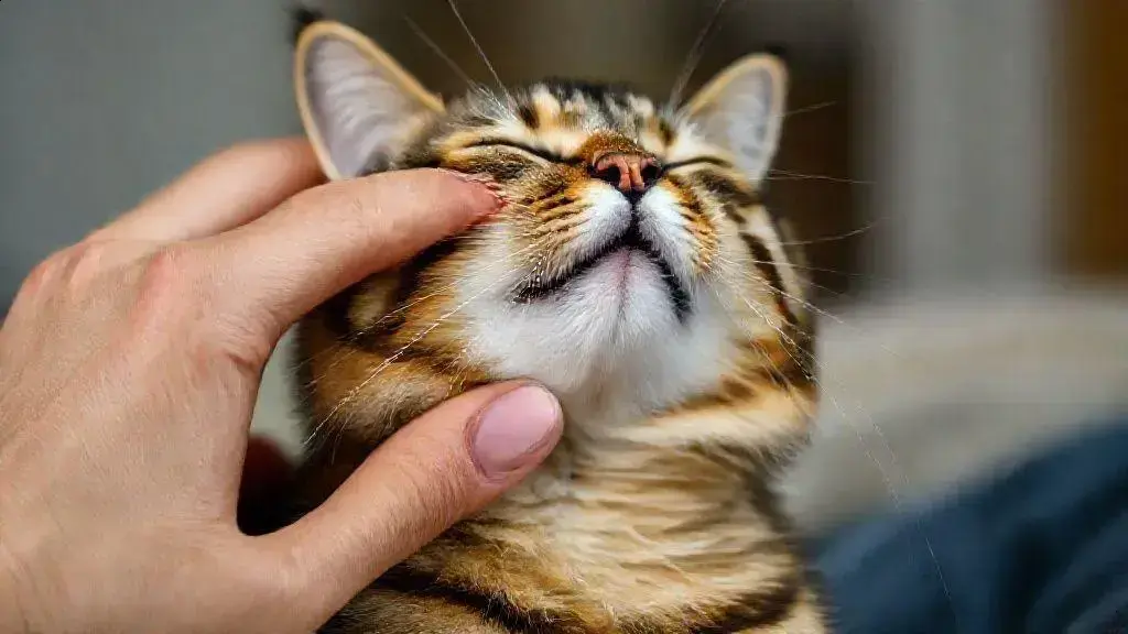 Por que os gatos ronronam? Descubra os motivos surpreendentes